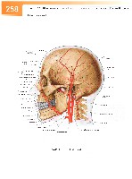 Sobotta Atlas of Human Anatomy  Head,Neck,Upper Limb Volume1 2006, page 265
